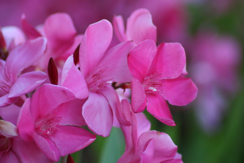 File:Oleander Flowers-2668.jpg