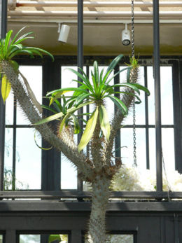 A Pachypodium in Longwood Gardens
