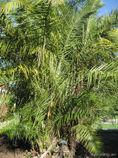 File:Phoenix reclinata-senegal date palm-IMG 1006 hunt07.jpg