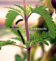 Stem showing internode and nodes plus leaf petioles