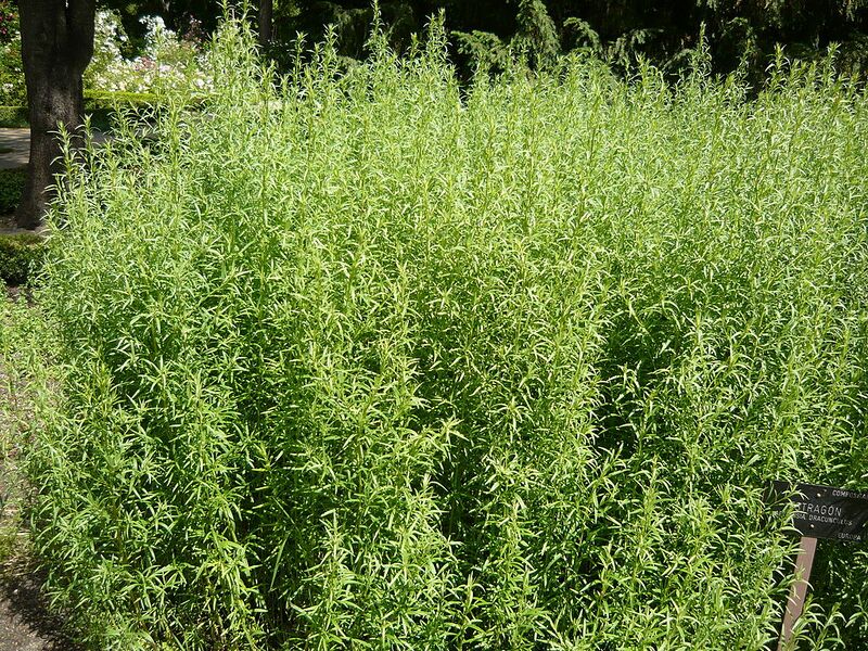 File:1024px-Artemisia dracunculus HRM.jpg