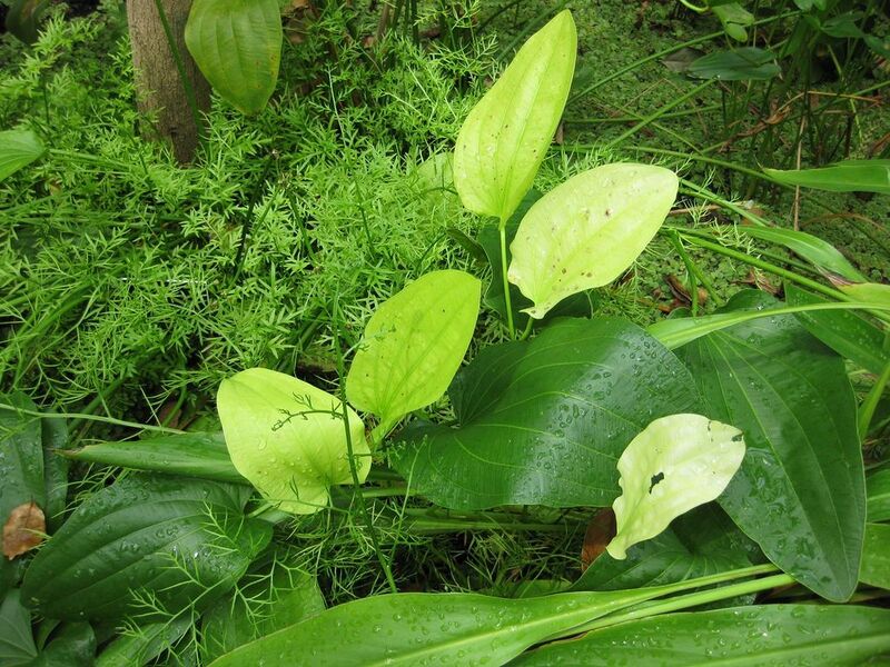 File:1024px-IMG 0987 bbg09.jpg