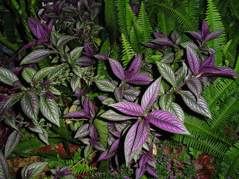 File:1024px-Persian Shield Night.jpg