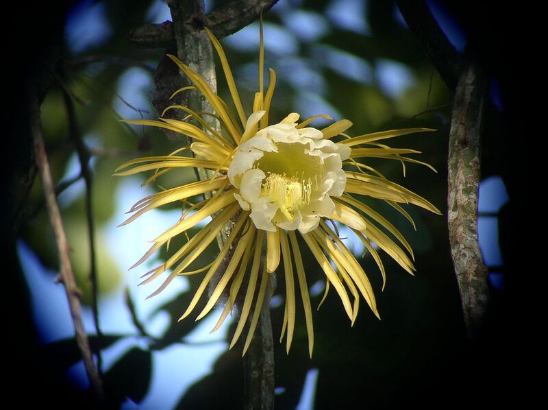 File:1024px-Selenicereus grandiflorus Rich Hoyer.JPG