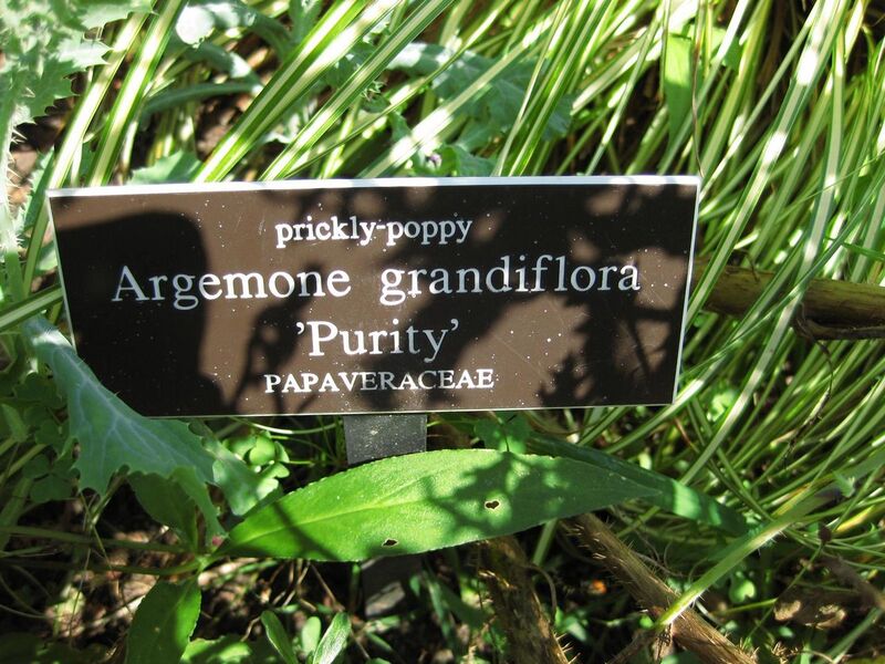 File:1280px-IMG 0314 nybg09.jpg