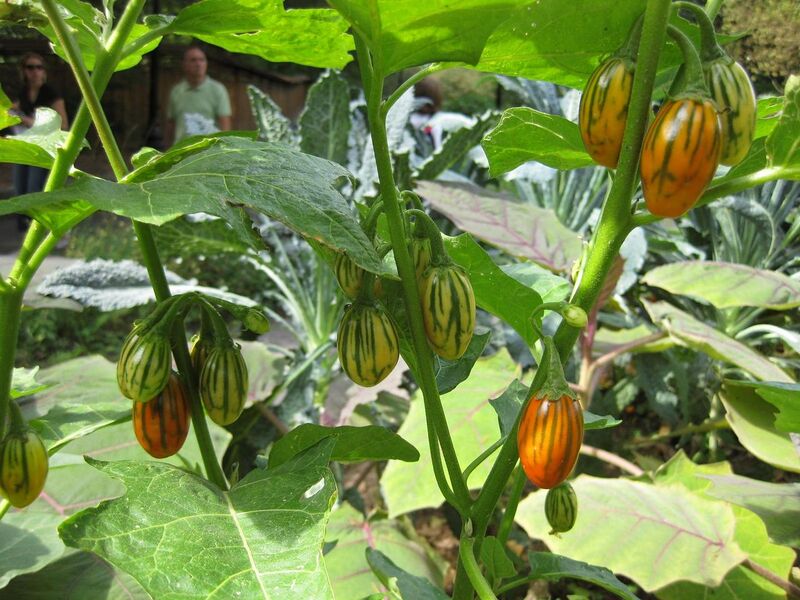 File:1280px-IMG 0608 bbg09.jpg