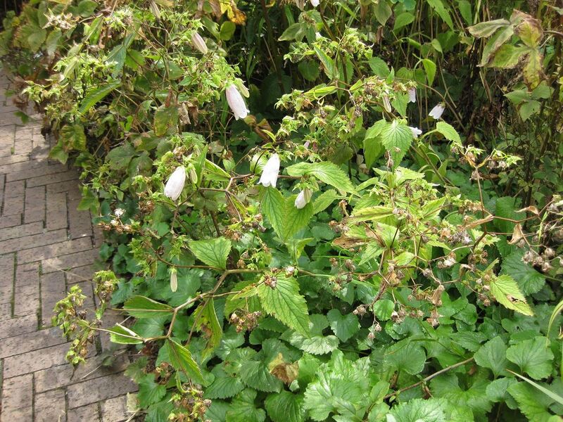 File:1280px-IMG 0835 bbg09.jpg