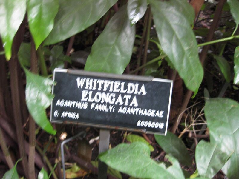 File:1280px-IMG 1165 bbg09.jpg