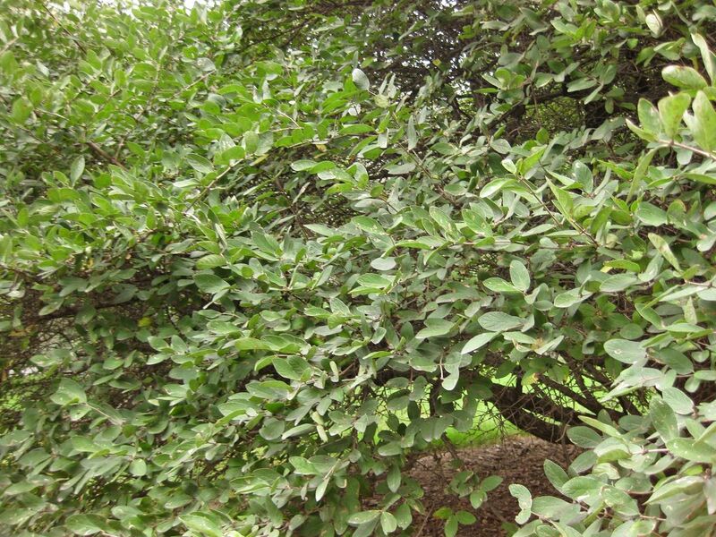 File:1280px-IMG 1370 bbg09.jpg