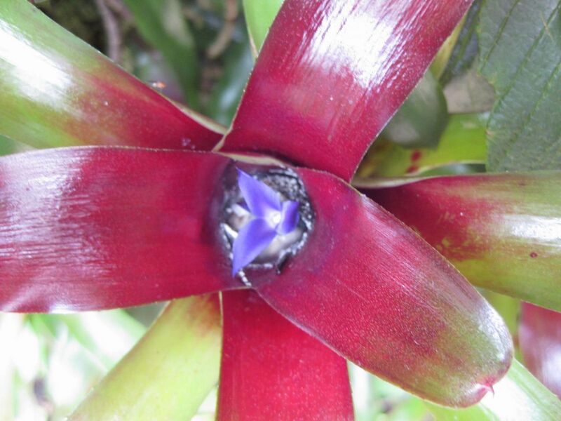 File:1280px-IMG 7623 hunt09jun.jpg