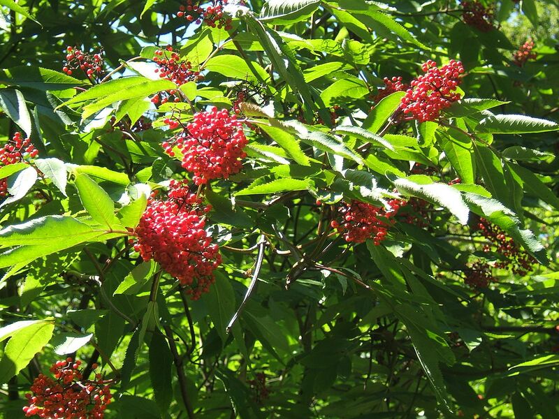 File:1280px-Sambucus racemosa.jpg