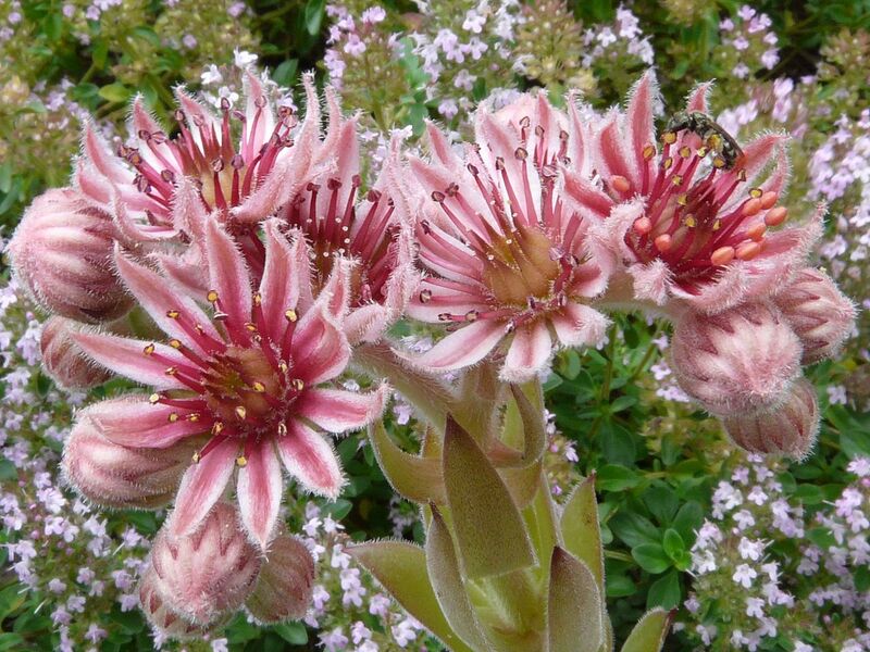 File:1280px-Sempervivum marmoreum02.JPG