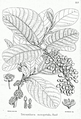 Thumbnail for version as of 09:20, 29 April 2025