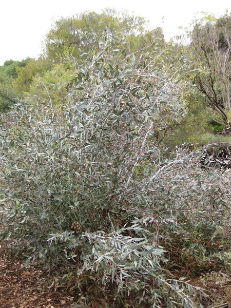 File:576px-IMG 4829 hunt0904.jpg