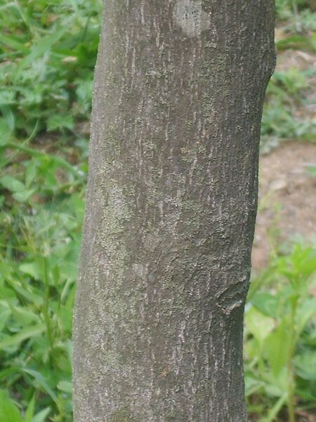 File:768px-Styrax obassia 04.JPG