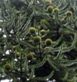 female cones