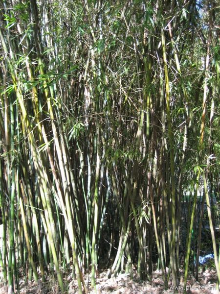 File:Bambusa tuldoides-punting pole bamboo-IMG 0571 hunt07.jpg