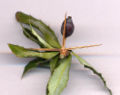 Berberis gagnepainii three-spined thorn (modified long shoot leaf) with leafy short shoot. Each thorn is 20 mm long.