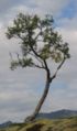 A betula nana or tortuosa at Kvaløya