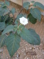 Thumbnail for version as of 09:15, 16 May 2007