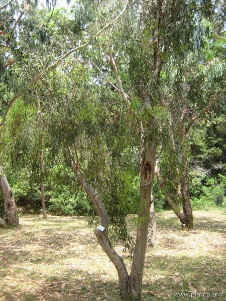File:Eucalyptus viridis-IMG 3038 lokrun.jpg