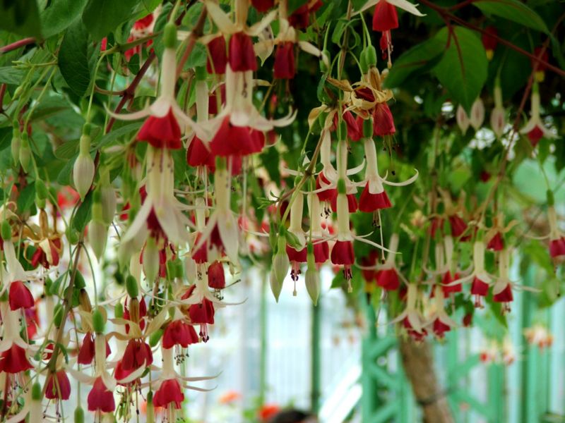 File:Hanging Fuchsia-3825.jpg