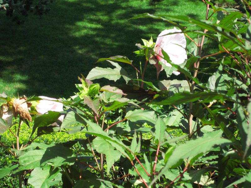 File:IMG 0084 nybg09.jpg