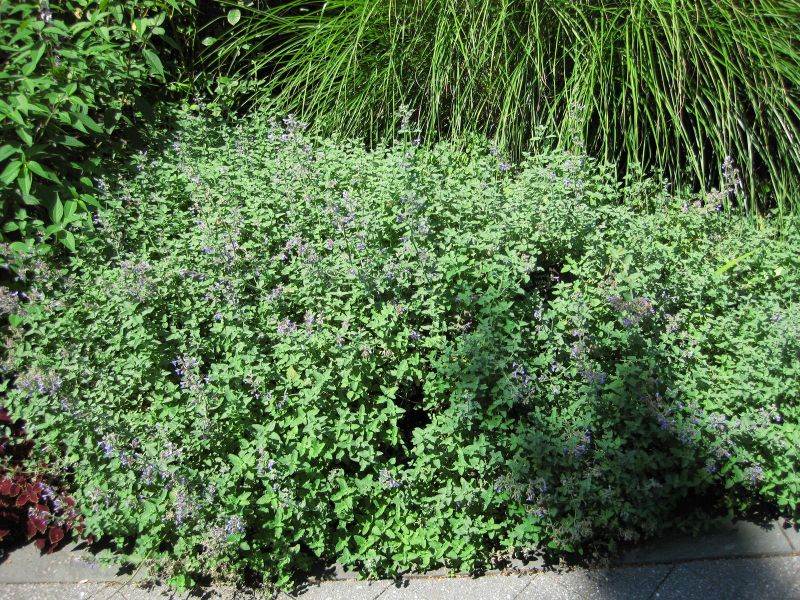 File:IMG 0183 nybg09.jpg