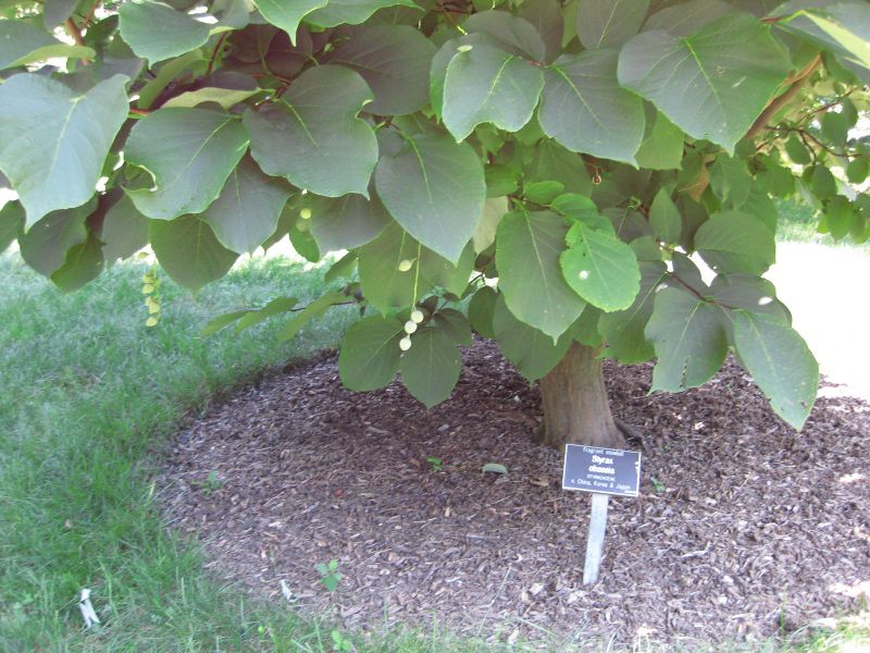 File:IMG 0338 nybg09.jpg