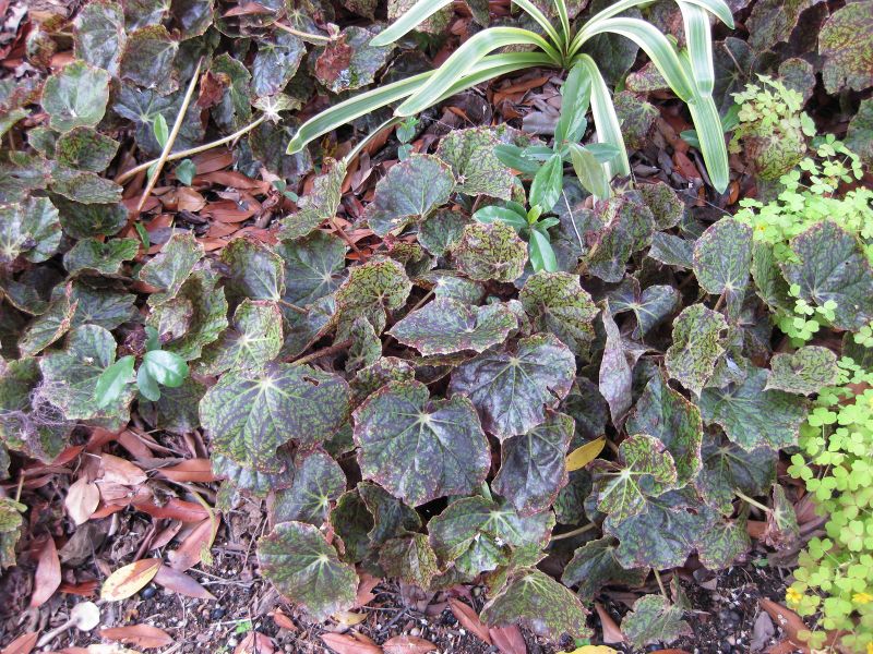 File:IMG 5228 hunt0904.jpg