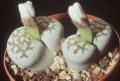Aizoaceae:Lithops julii, leaf succulent