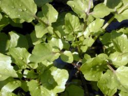Nasturtium microphyllum, a watercress