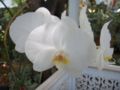 Moon Orchid (Phalaenopsis amabilis)