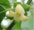 American persimmon flower