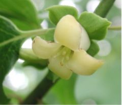 American Persimmon flower Hemingway, South Carolina