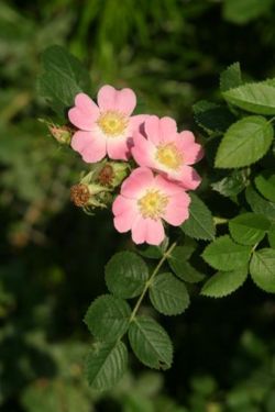 Sweetbrier rose, (Rosa eglanteria)