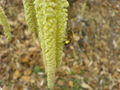 Thumbnail for version as of 07:58, 9 June 2007