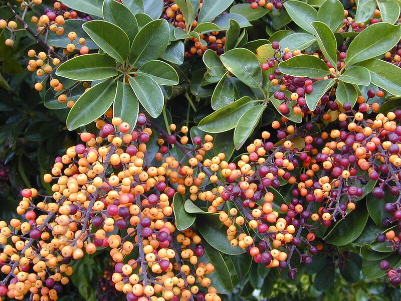 File:1024px-Starr 020108-0006 Schefflera arboricola.jpg