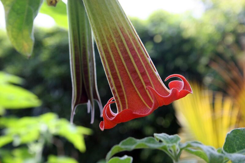 File:1280px-Brugmansia suaveolens-6764.jpg