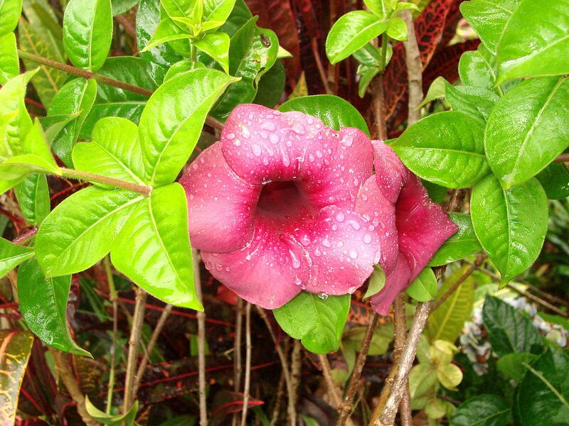 File:1280px-Flower - Bolaven Plateau - Laos.JPG