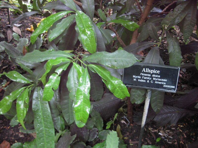 File:1280px-IMG 1127 bbg09.jpg