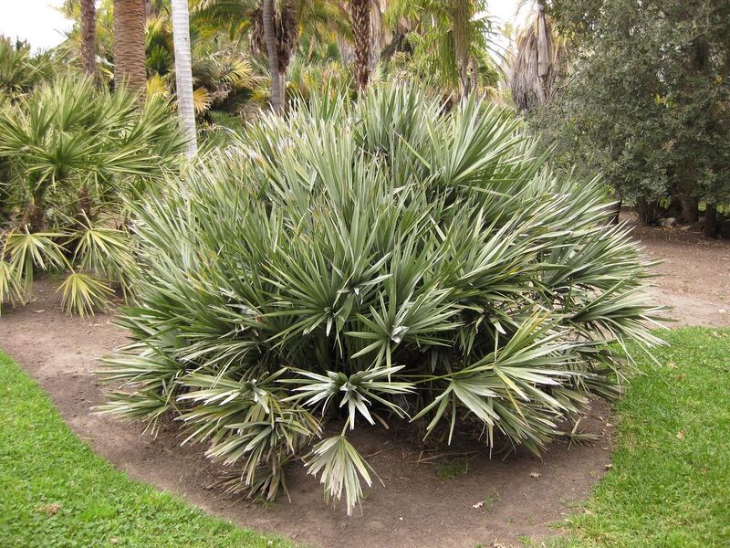 File:1280px-IMG 3932 hunt0904.jpg