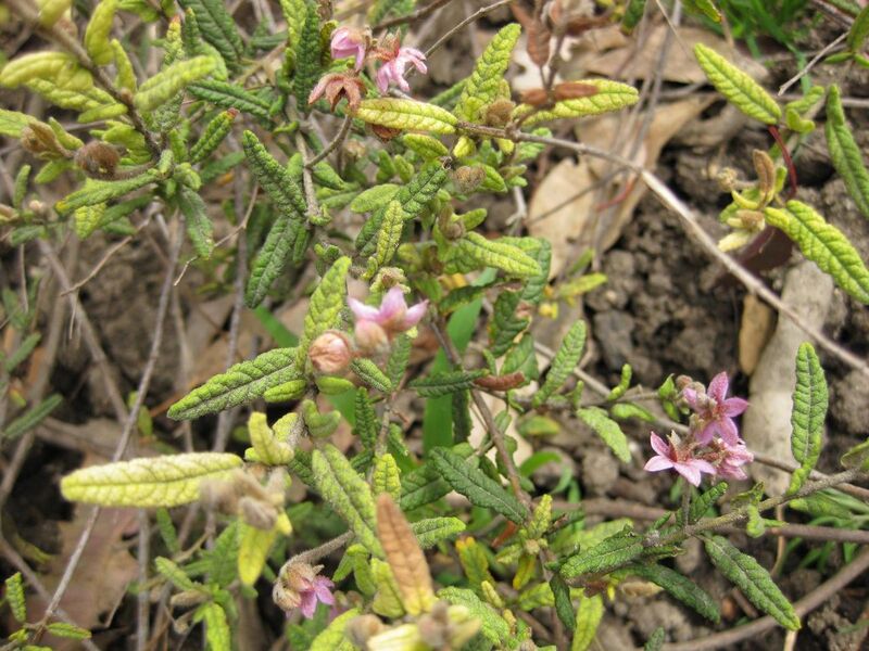 File:1280px-IMG 5102 hunt0904.jpg