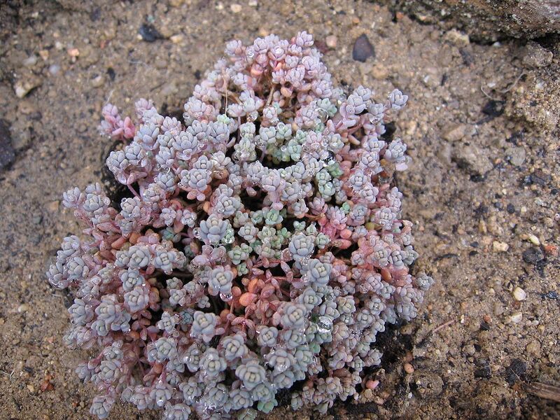 File:1280px-Sedum dasyphyllum 02.jpg
