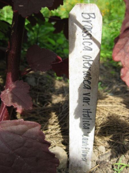 File:576px-IMG 0612 bbg09.jpg