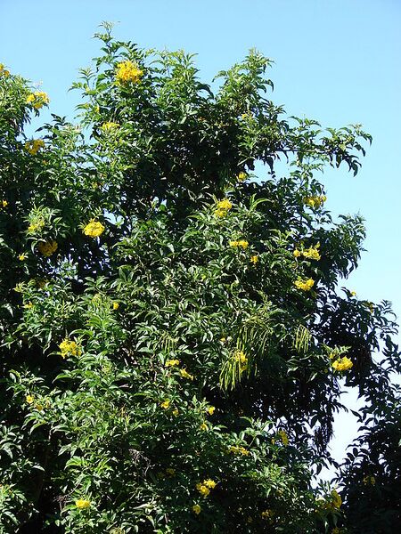 File:576px-Starr 071024-9909 Tecoma stans.jpg