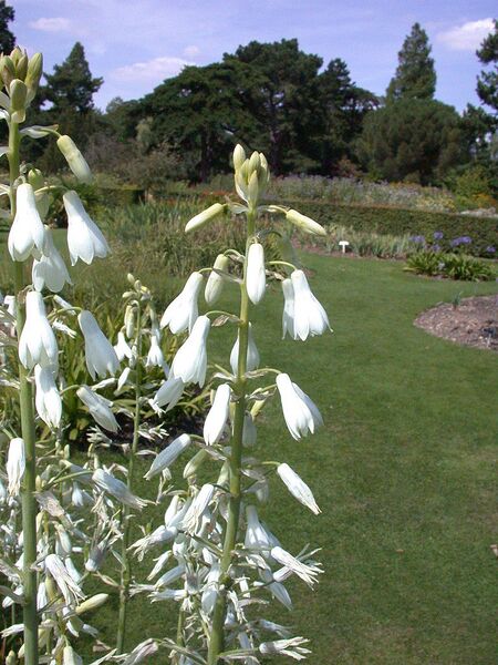 File:768px-Galtonia candicans 20070810-1335-175.jpg