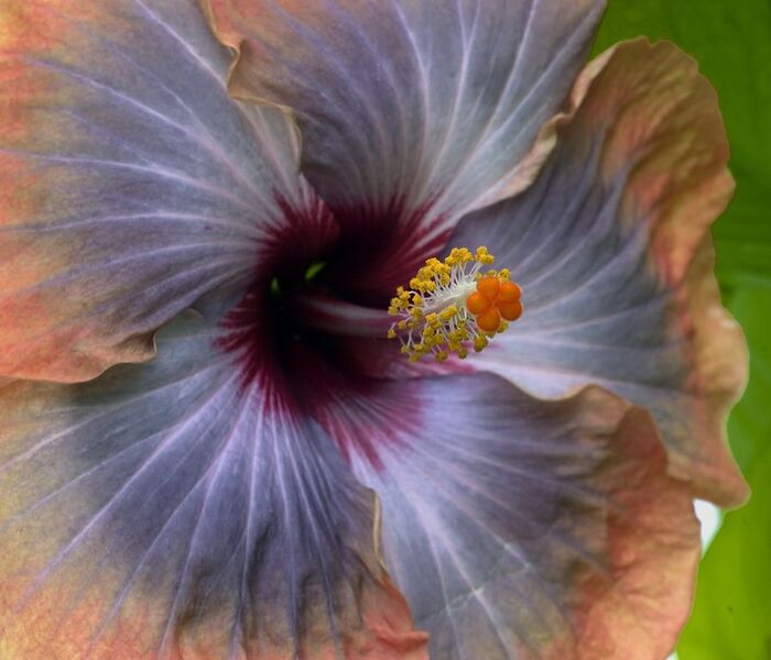 File:896px-Hibiscus purple cream-2036.jpg