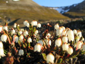 Cassiope tetragona