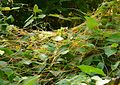 Cuscuta spec., Garden of the Gods Wilderness, Shawnee National Forest, South Illinois, USA, 2000
